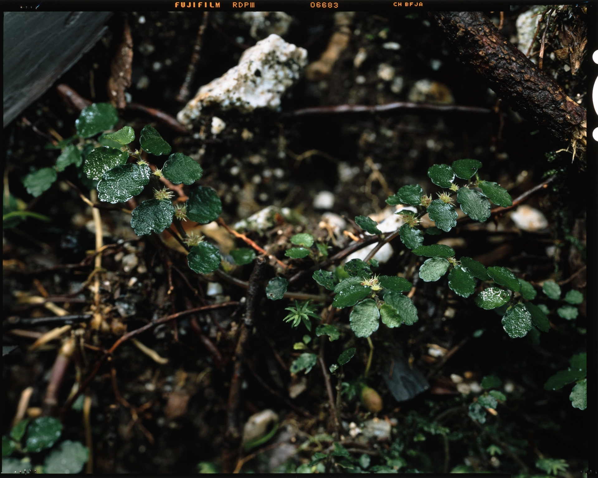 Pellionia radicans